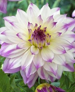 Dahlia Ferncliffe illusion