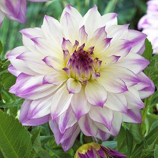 Dahlia Ferncliffe illusion