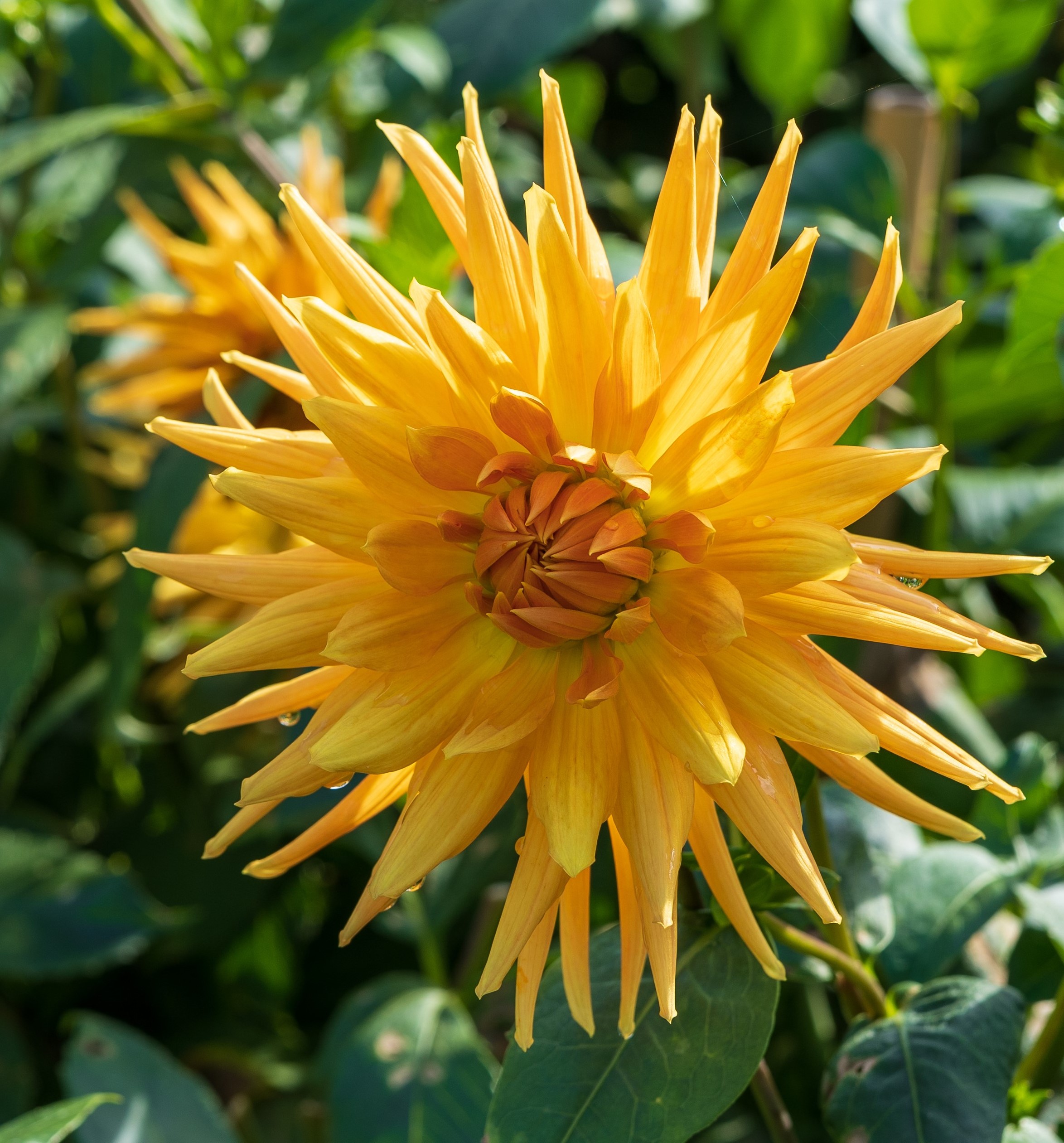 Dahlia Gold Crown