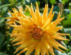 Dahlia Gold Crown