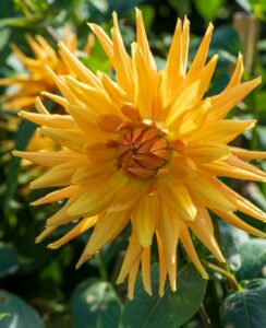 Dahlia Gold Crown