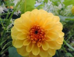 Dahlia Golden Scepter