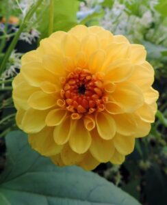 Dahlia Golden Scepter