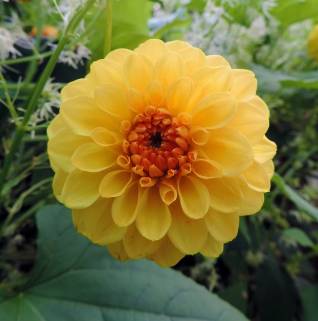 Dahlia Golden Scepter