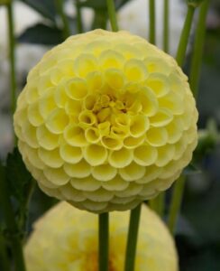 Dahlia Golden Torch