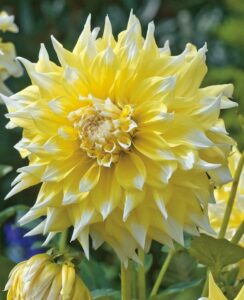 Dahlia Grand Prix