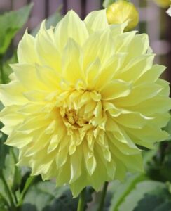 Dahlia Kelvin Floodlight
