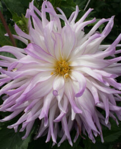 Dahlia Mingus Randy