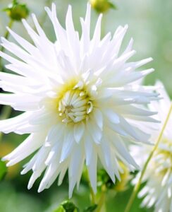 Dahlia My Love