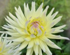 Dahlia Shooting Star