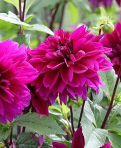 Dahlia Thomas A Edison