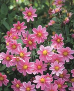 Dahlia Bonne Esperance