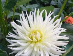 Dahlia White Star