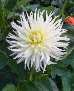 Dahlia White Star