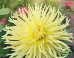 Dahlia Yellow Star