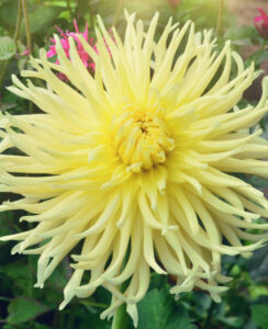 Dahlia Yellow Star