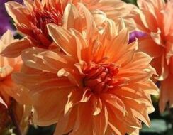 Dahlia Babylon Brons