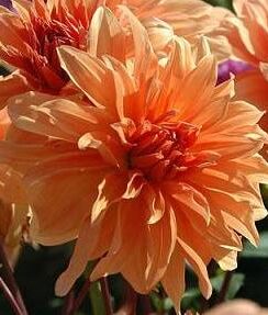 Dahlia Babylon Brons