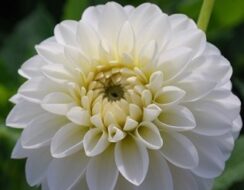Dahlia Snow cap