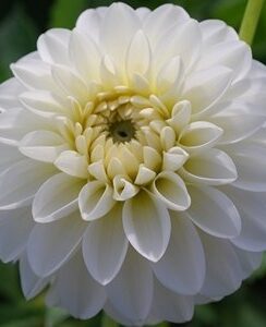Dahlia Snow Cap