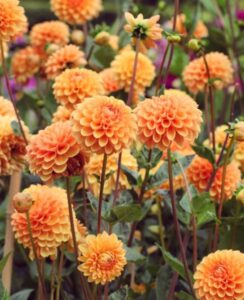 Dahlia Sylvia