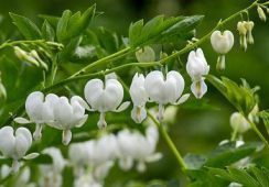 Dicentra Spectabilis Alba