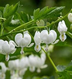 Dicentra Spectabilis Alba