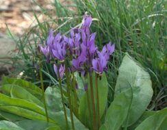 Dodecatheon Media