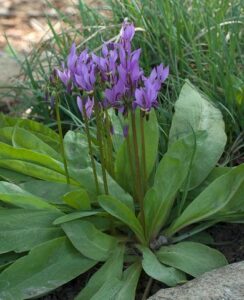 Dodecatheon Media