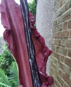 Dracunculus Vulgaris