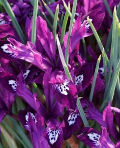 Iris Reticulata Pauline