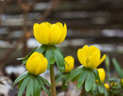 Eranthis Cilicia (Winter Aconite)