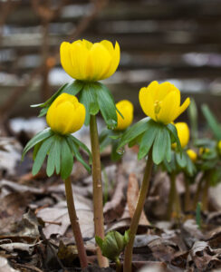 Eranthis Cilicia (Winter Aconite)
