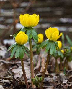 Eranthis Cilicica (Winter Aconite)