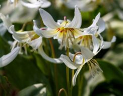 Erythronium White Beauty