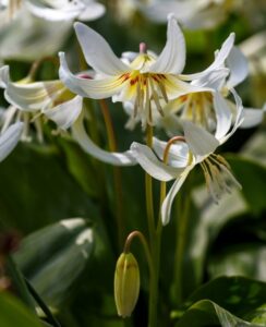Erythronium White Beauty