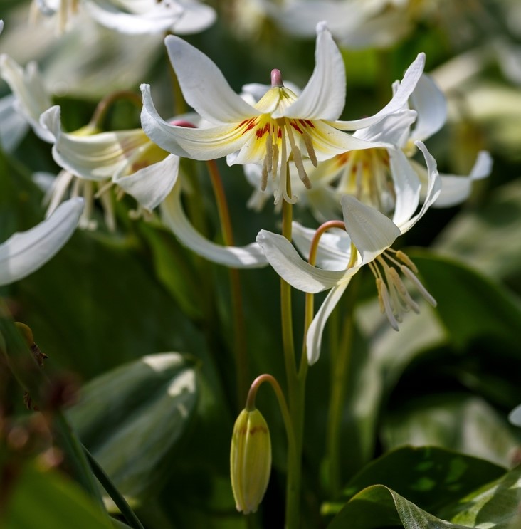 Erythronium White Beauty