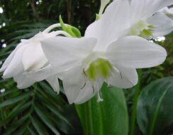 Eucharis Amazonica