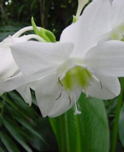 Eucharis Amazonica