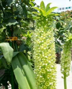 Eucomis Pole-Evansii