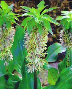 Eucomis Bicolor