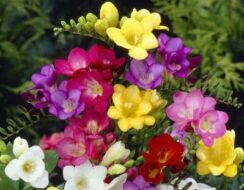 10 Free Freesias Single