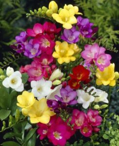 Freesia single