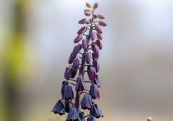 Fritillaria Persica