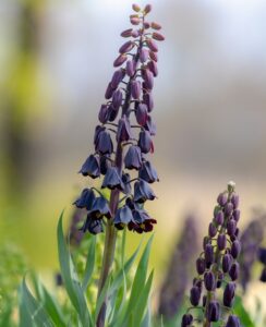 Fritillaria Persica