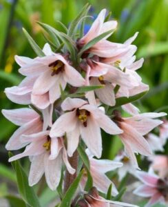 Fritillaria Stenanthera