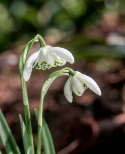 Galanthus Flore Pleno