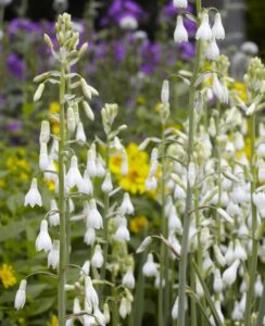 Galtonia Candicans