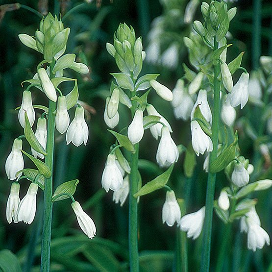 Galtonia candicans Galtonia candicans