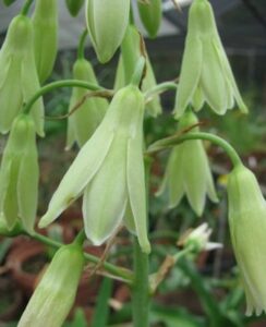 Galtonia Viridiflora